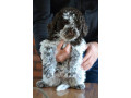 lagotto-romagnolo-stenci-small-1