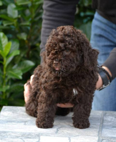 lagotto-romagnolo-stenci-big-3
