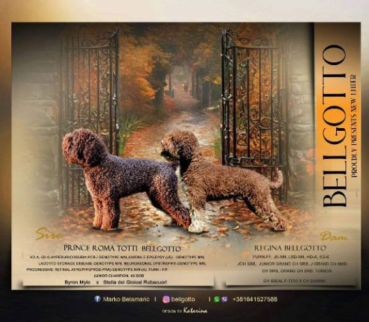 lagotto-romagnolo-stenci-big-4