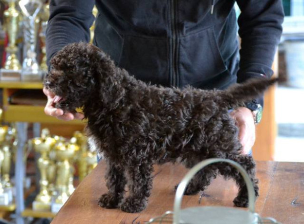 lagotto-romagnolo-stenci-big-2