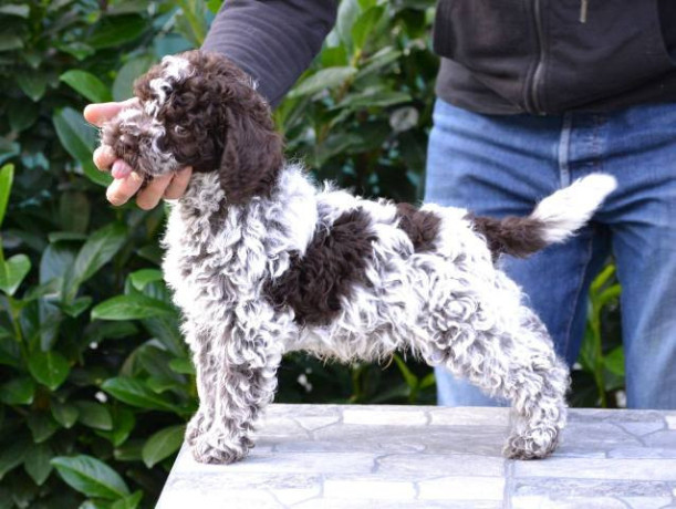 lagotto-romagnolo-stenci-big-0