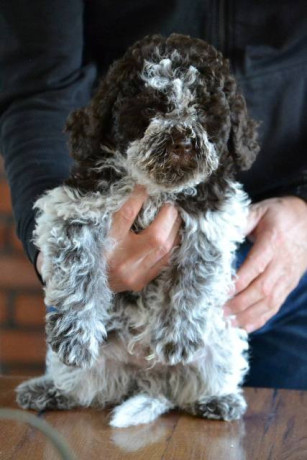 lagotto-romagnolo-stenci-big-1