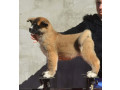 americka-akita-oba-pola-small-1