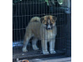 americka-akita-oba-pola-small-3