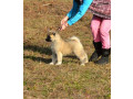 americka-akita-oba-pola-small-4
