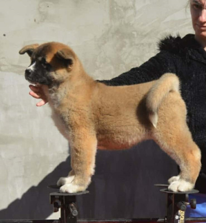 americka-akita-oba-pola-big-1
