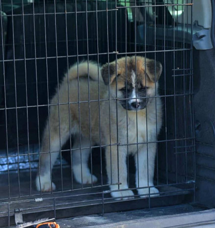 americka-akita-oba-pola-big-3