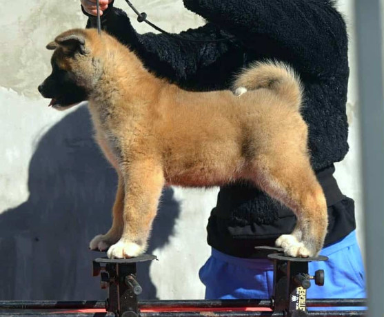 americka-akita-oba-pola-big-2