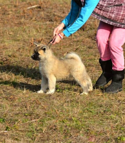 americka-akita-oba-pola-big-4