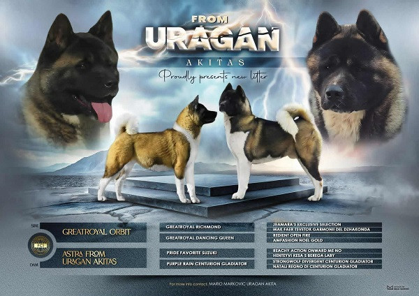 americka-akita-oba-pola-big-0