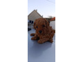 toy-pudle-preepe-na-prodaju-small-3