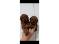 toy-pudle-preepe-na-prodaju-small-2