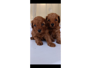 Toy pudle preepe na prodaju