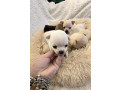 mini-civave-dva-legla-small-2