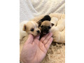 mini-civave-dva-legla-small-3