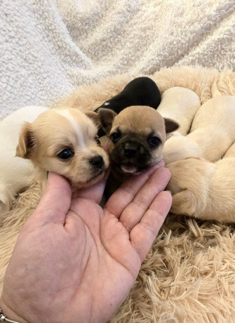 mini-civave-dva-legla-big-3