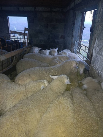 jagnjici-cetiri-ipo-meseca-big-0