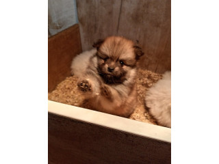 Štenci pomeranskog špica