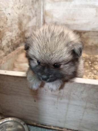 stenci-pomeranskog-spica-big-2