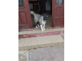americka-akita-zensko-stene-small-3