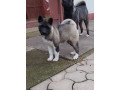 americka-akita-zensko-stene-small-0