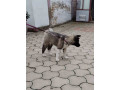 americka-akita-zensko-stene-small-2