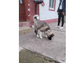 americka-akita-zensko-stene-small-4