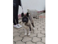 americka-akita-zensko-stene-small-1