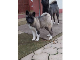 Američka Akita žensko štene