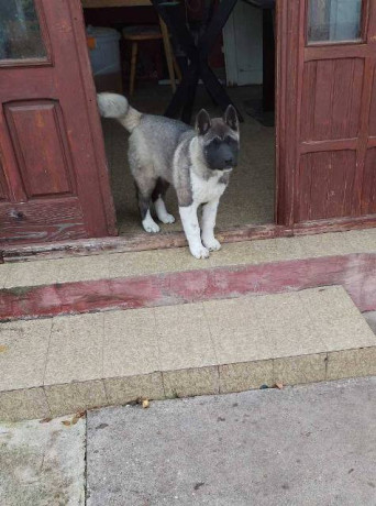 americka-akita-zensko-stene-big-3