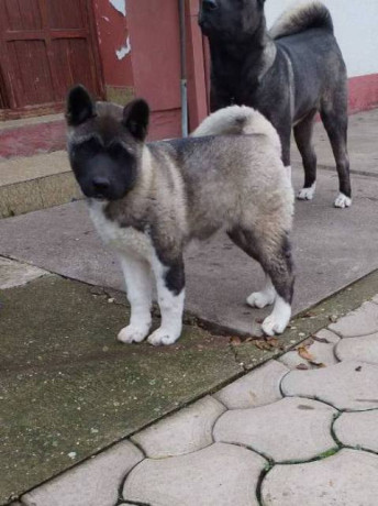americka-akita-zensko-stene-big-0