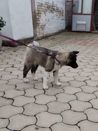 americka-akita-zensko-stene-big-2