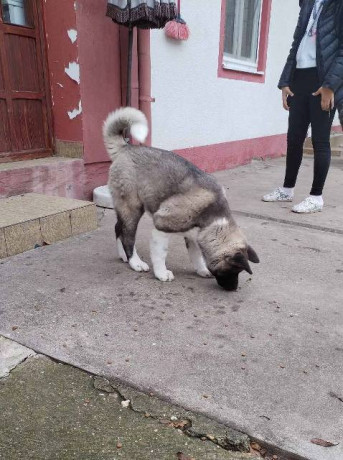 americka-akita-zensko-stene-big-4