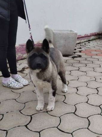 americka-akita-zensko-stene-big-1