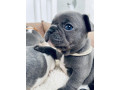 plavi-i-merle-egzoticni-francuski-buldozi-small-0