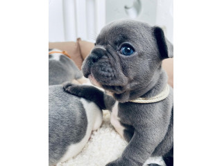 Plavi i merle egzoticni francuski buldozi