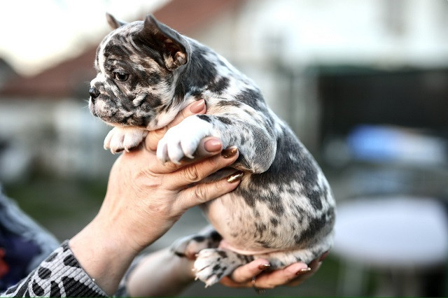 plavi-i-merle-egzoticni-francuski-buldozi-big-3