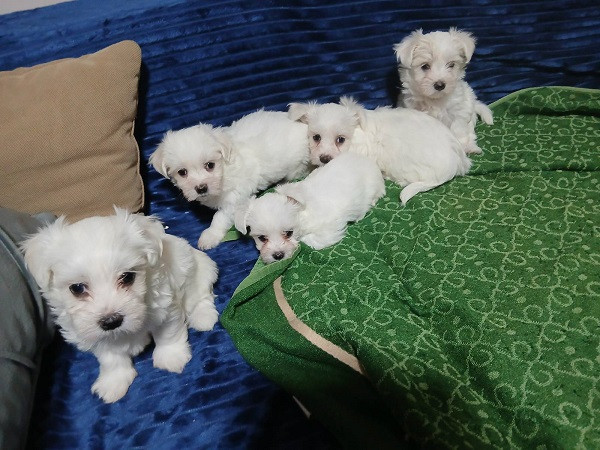 maltezeri-stari-sest-nedelja-big-0