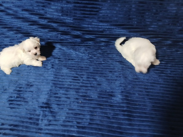 maltezeri-stari-sest-nedelja-big-4