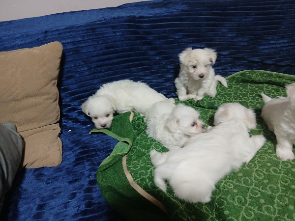 maltezeri-stari-sest-nedelja-big-1