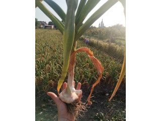 Domaći jesenji beli luk BOSUT