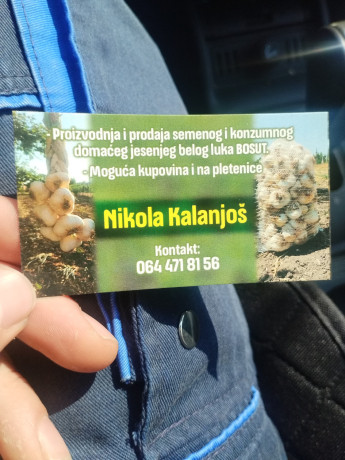 domaci-jesenji-beli-luk-bosut-big-1