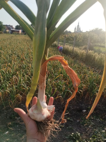 domaci-jesenji-beli-luk-bosut-big-0