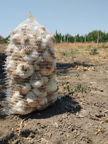 domaci-jesenji-beli-luk-bosut-big-2