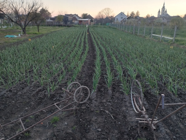 domaci-beli-luk-big-4