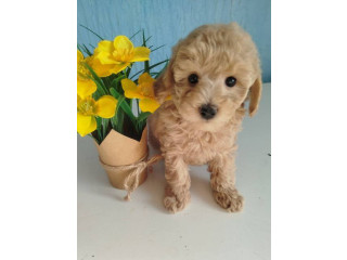 Aprikot Toy pudle štenci