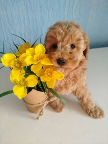 aprikot-toy-pudle-stenci-big-3