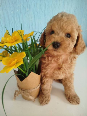 aprikot-toy-pudle-stenci-big-1