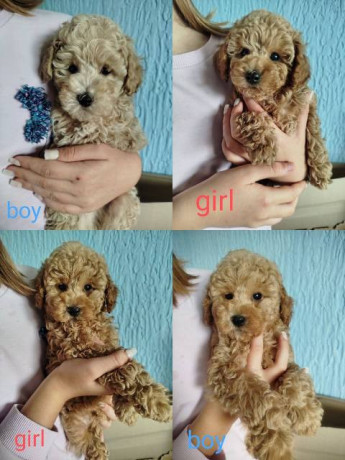 aprikot-toy-pudle-stenci-big-4