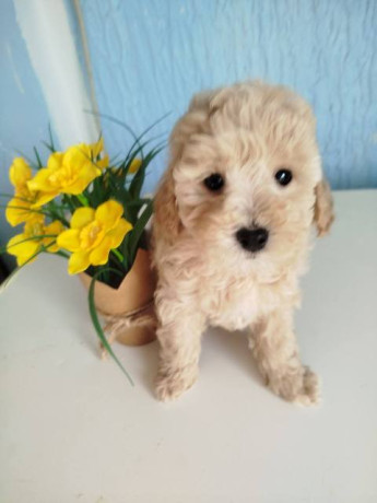 aprikot-toy-pudle-stenci-big-2